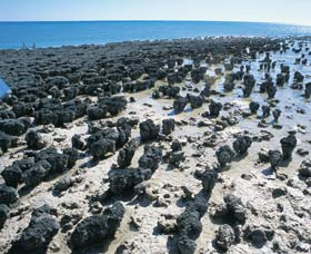 Hamelin Pool Stromatolites - Accommodation Port Hedland 1