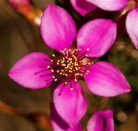 Flora - Accommodation Port Hedland