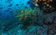 Henderson Rock Dive Site - thumb 0