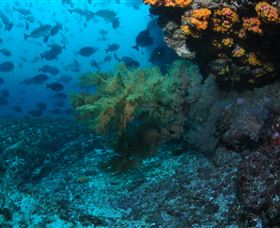 Henderson Rock Dive Site - Accommodation Port Hedland 0