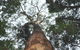 Bird Tree And Benaroon - thumb 1