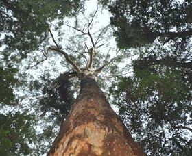 Bird Tree And Benaroon - Accommodation Port Hedland 1