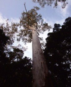 Orara East State Forest - Accommodation Port Hedland 3