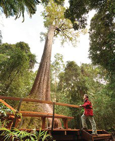 Old Bottlebutt - Accommodation Port Hedland 0