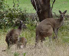 Capel Golf Club - Accommodation Port Hedland 2