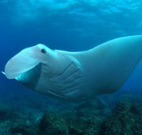 Manta Bommie Dive Site - Accommodation Port Hedland