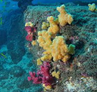 Shag Rock Dive Site - Accommodation Port Hedland