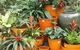 Diamond Waters Garden Nursery - thumb 1