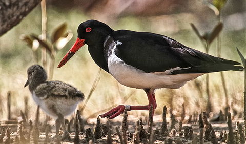 Brunswick Heads Nature Reserve - Accommodation Port Hedland 2
