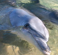 Dolphins of Monkey Mia - Accommodation Port Hedland