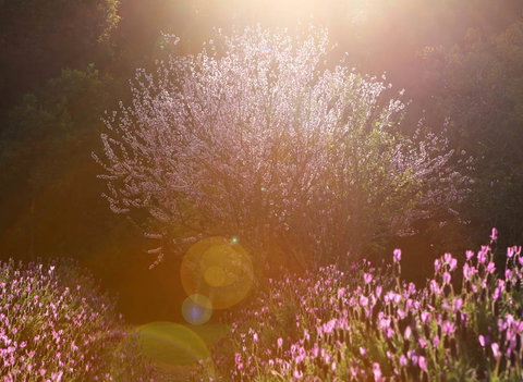 Jasmin Organics Skincare Farm And Factory - Accommodation Port Hedland 1