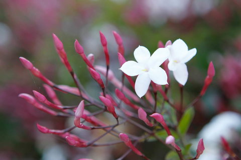 Jasmin Organics Skincare Farm And Factory - Accommodation Port Hedland 3