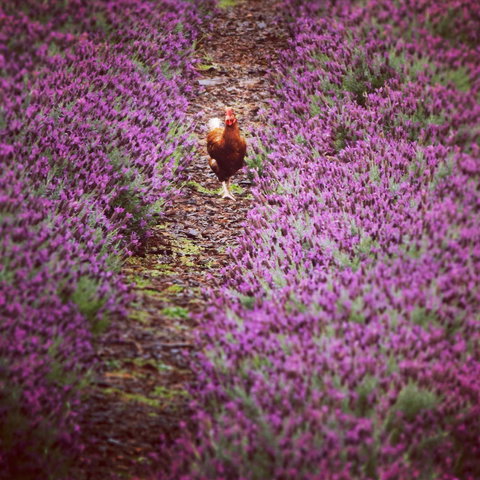 Jasmin Organics Skincare Farm And Factory - Accommodation Port Hedland 10