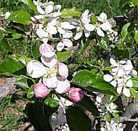 Avro Park Orchards - Accommodation Port Hedland