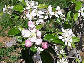 Avro Park Orchards - Accommodation Port Hedland 0