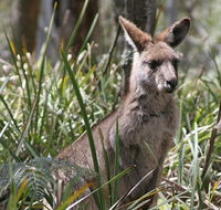 Blue Mountains Guides - Accommodation Port Hedland