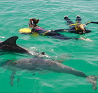 Rockingham Wild Encounters - Swim with Wild Dolphins - Accommodation Port Hedland