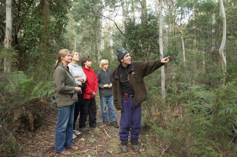 Great Western Tiers Forest Walks Tasmania - Accommodation Port Hedland 1