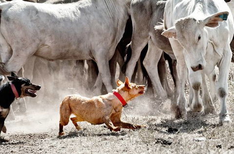 David Hancock Photography - Accommodation Port Hedland 2