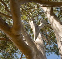 Lindsay Pryor Walk Australian National University - Accommodation Port Hedland