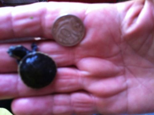 Marlow Lagoon NT Accommodation Port Hedland