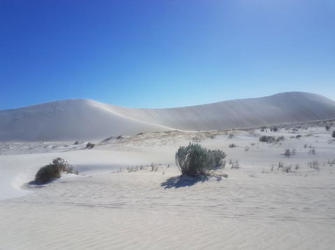 Pinnacles Desert, Koalas And Sandboarding 4WD Day Tour From Perth - Accommodation Port Hedland 2