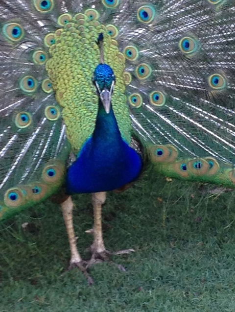 Pinnacles Desert, Koalas And Sandboarding 4WD Day Tour From Perth - Accommodation Port Hedland 22