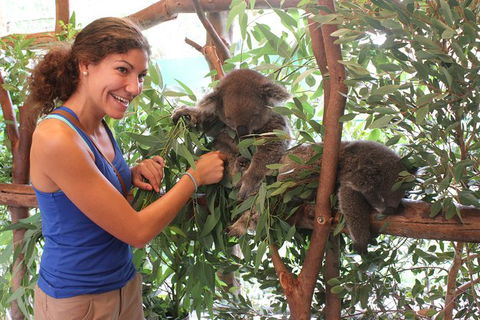 Pinnacles Desert, Koalas And Sandboarding 4WD Day Tour From Perth - Accommodation Port Hedland 29