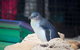 Full-Day Penguin Island & Fremantle Town - thumb 5