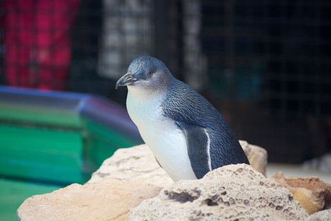 Full-Day Penguin Island & Fremantle Town - Accommodation Port Hedland 5