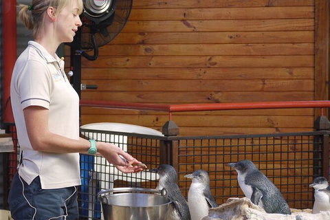 Full-Day Penguin Island & Fremantle Town - Accommodation Port Hedland 6