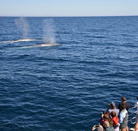 Blue Whale Perth Canyon Expedition - Accommodation Port Hedland