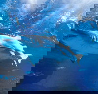 Snorkel with Sharks at AQWA - Accommodation Port Hedland