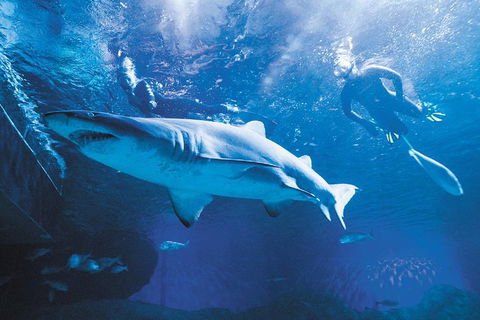Snorkel With Sharks At AQWA - Accommodation Port Hedland 0