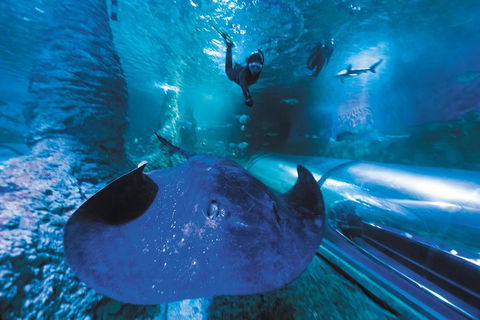 Snorkel With Sharks At AQWA - Accommodation Port Hedland 3
