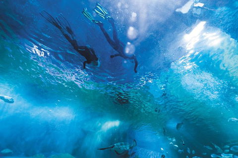 Snorkel With Sharks At AQWA - Accommodation Port Hedland 8