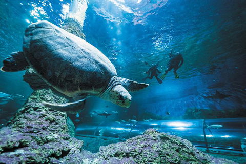 Snorkel With Sharks At AQWA - Accommodation Port Hedland 6