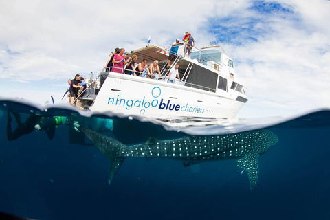 VIP Luxury Chartered Escapes, Exploring The Reef At Your Own Pace - Accommodation Port Hedland 0