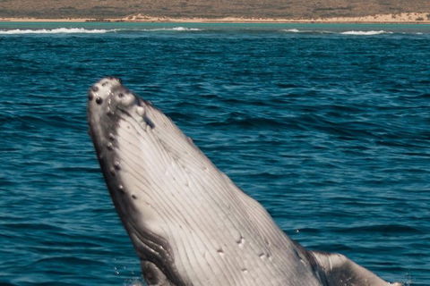 VIP Luxury Chartered Escapes, Exploring The Reef At Your Own Pace - Accommodation Port Hedland 3