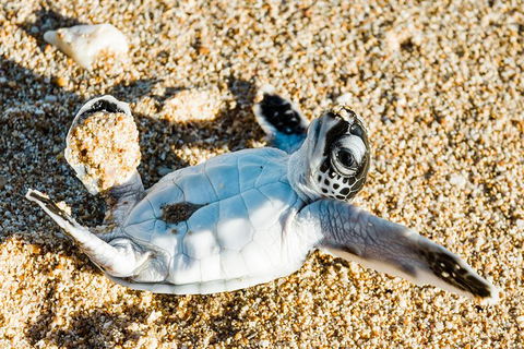 VIP Luxury Chartered Escapes, Exploring The Reef At Your Own Pace - Accommodation Port Hedland 38