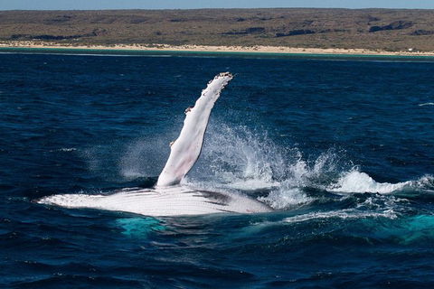 VIP Luxury Chartered Escapes, Exploring The Reef At Your Own Pace - Accommodation Port Hedland 7
