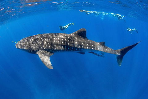 VIP Luxury Chartered Escapes, Exploring The Reef At Your Own Pace - Accommodation Port Hedland 27