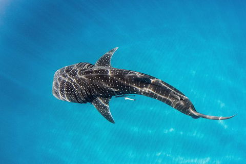 VIP Luxury Chartered Escapes, Exploring The Reef At Your Own Pace - Accommodation Port Hedland 18