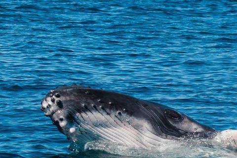 VIP Luxury Chartered Escapes, Exploring The Reef At Your Own Pace - Accommodation Port Hedland 14