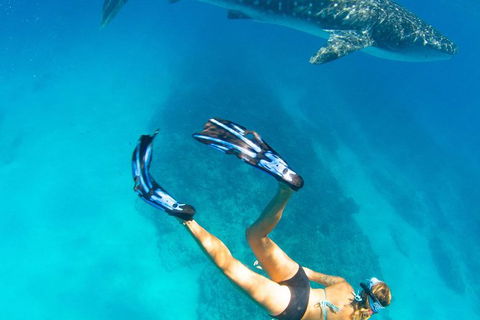 VIP Luxury Chartered Escapes, Exploring The Reef At Your Own Pace - Accommodation Port Hedland 26
