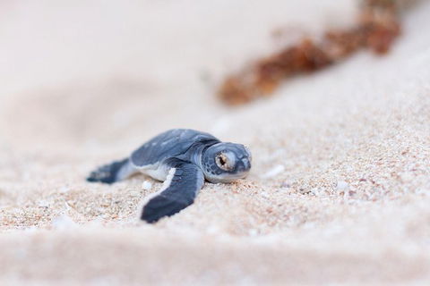 VIP Luxury Chartered Escapes, Exploring The Reef At Your Own Pace - Accommodation Port Hedland 6