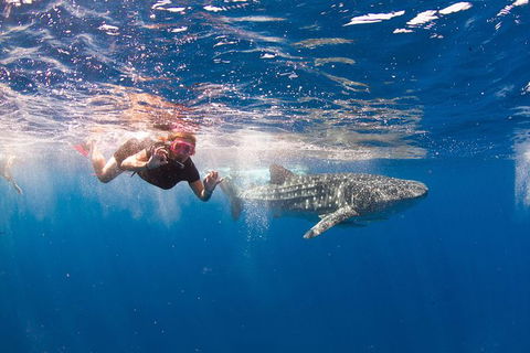 VIP Luxury Chartered Escapes, Exploring The Reef At Your Own Pace - Accommodation Port Hedland 8