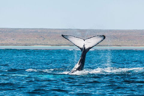 VIP Luxury Chartered Escapes, Exploring The Reef At Your Own Pace - Accommodation Port Hedland 12
