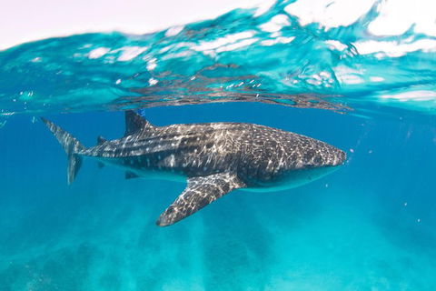 VIP Luxury Chartered Escapes, Exploring The Reef At Your Own Pace - Accommodation Port Hedland 15