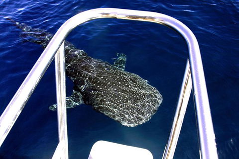 VIP Luxury Chartered Escapes, Exploring The Reef At Your Own Pace - Accommodation Port Hedland 11